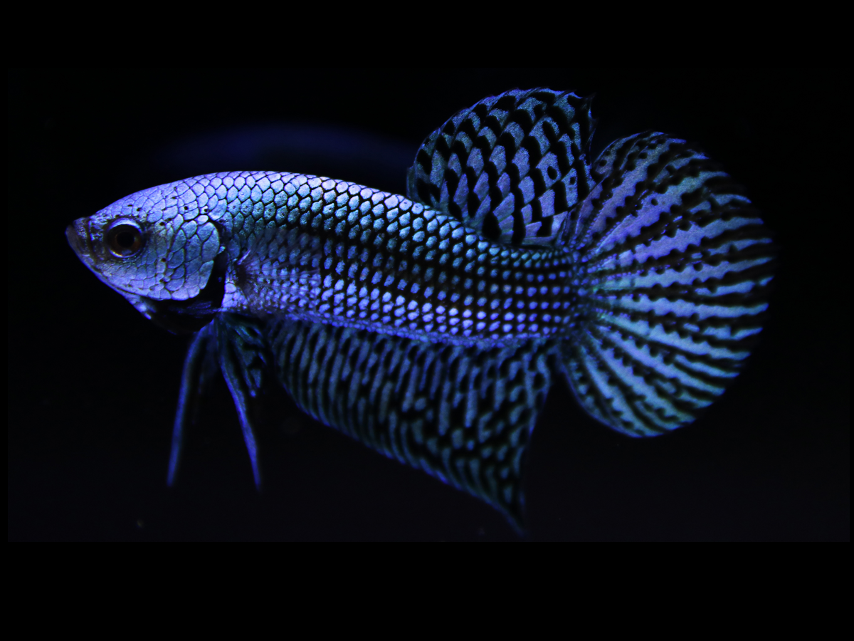 Blue Alien Betta